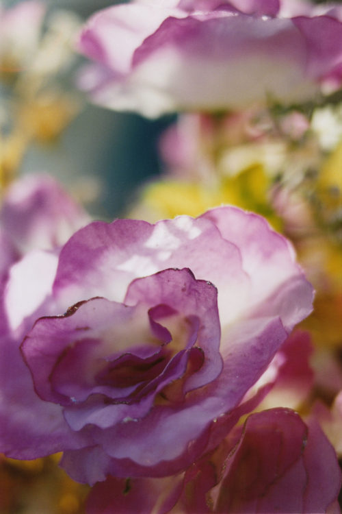 Everlasting Flowers | 蜷川実花｜Mika Ninagawa