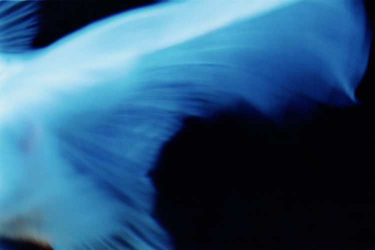 Liquid Dreams | 蜷川実花｜Mika Ninagawa