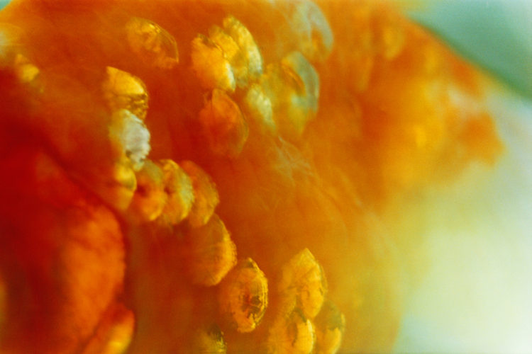 Liquid Dreams | 蜷川実花｜Mika Ninagawa