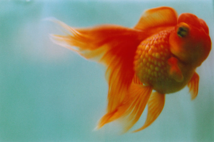 Liquid Dreams | 蜷川実花｜Mika Ninagawa