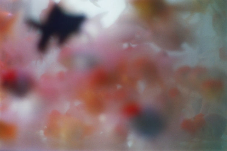 Liquid Dreams | 蜷川実花｜Mika Ninagawa
