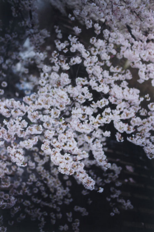 Plant a Tree | 蜷川実花｜Mika Ninagawa