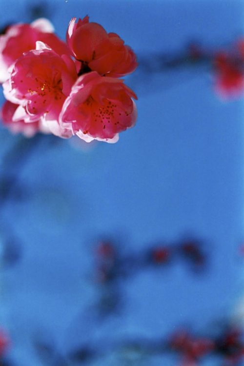 SAKURA | 蜷川実花｜Mika Ninagawa