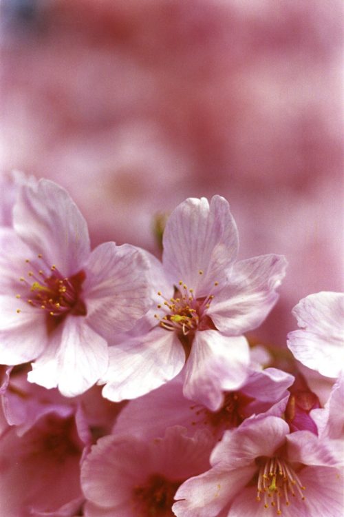 SAKURA | 蜷川実花｜Mika Ninagawa