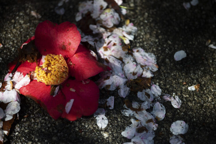 photodetail | 蜷川実花｜Mika Ninagawa