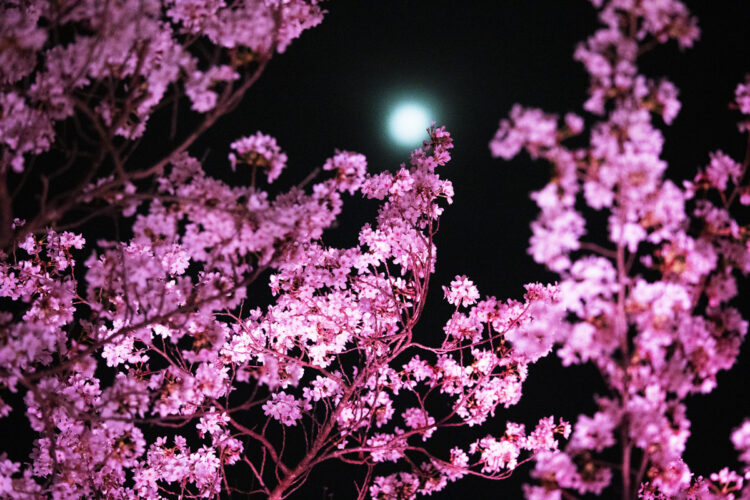 photodetail | 蜷川実花｜Mika Ninagawa