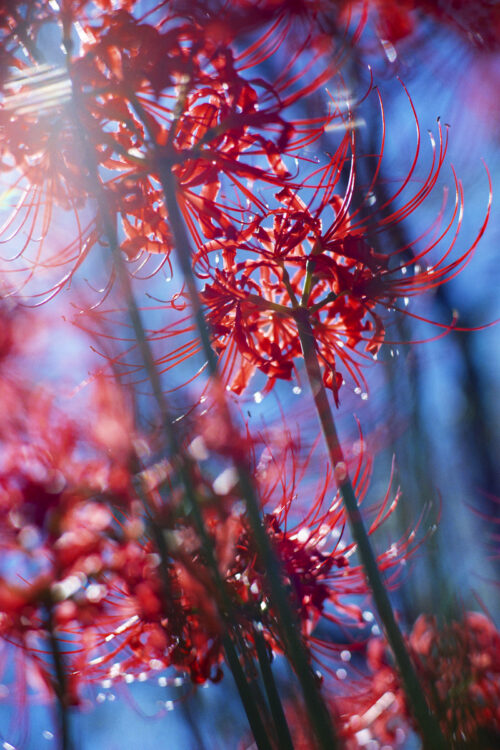 photodetail | 蜷川実花｜Mika Ninagawa