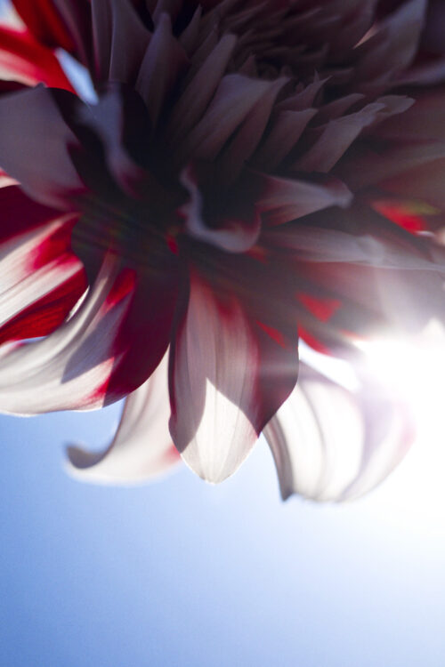 photodetail | 蜷川実花｜Mika Ninagawa