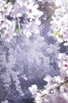 PHOTOGRAPHY | 蜷川実花｜Mika Ninagawa