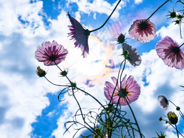 photodetail | 蜷川実花｜Mika Ninagawa