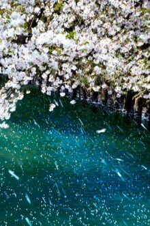 PHOTOGRAPHY | 蜷川実花｜Mika Ninagawa